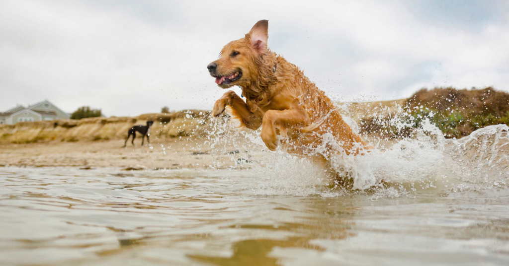 beach dog sea