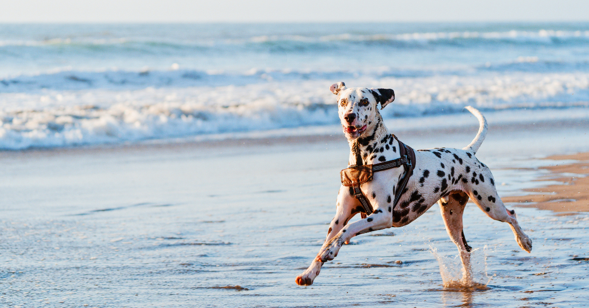 dog friendly beach